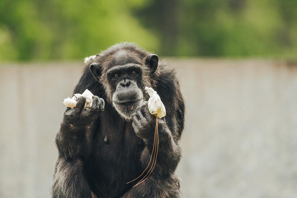 Chimp Haven’s 