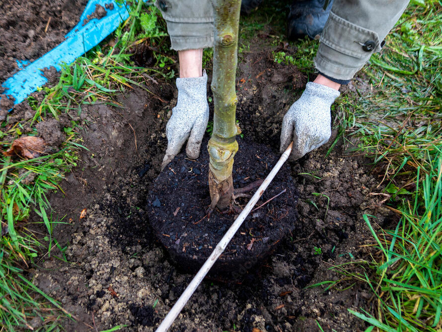 Property owners can get $100 rebate for each tree planted, up to 5, to ...