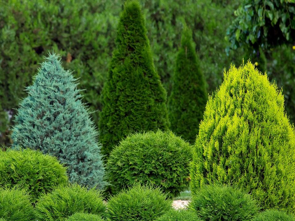 Native Evergreen Shrubs: 4 Gorgeous Greens To Beautify Your Landscape