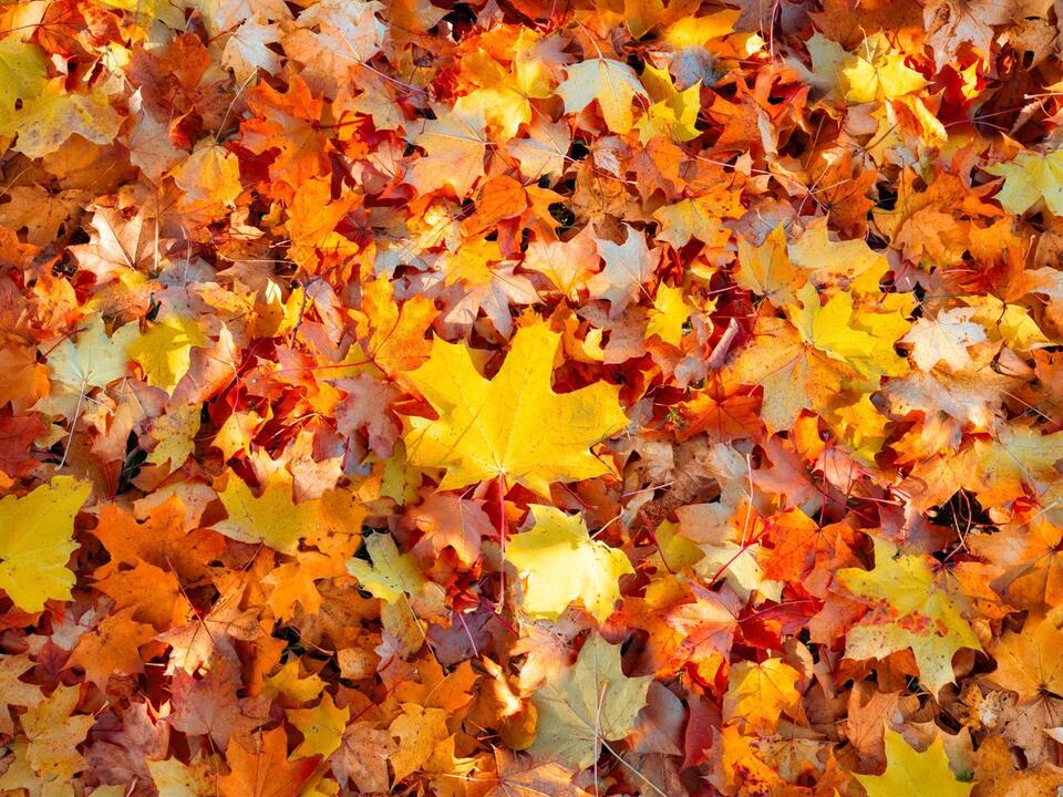 ⚠️ Extra CSWD fall leaf drop-off days through Nov 15 - NewsBreak