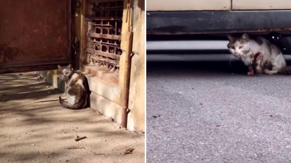 Dallas Stray Cat Hit By Car Avoids Euthanasia Thanks To Kind Strangers ...