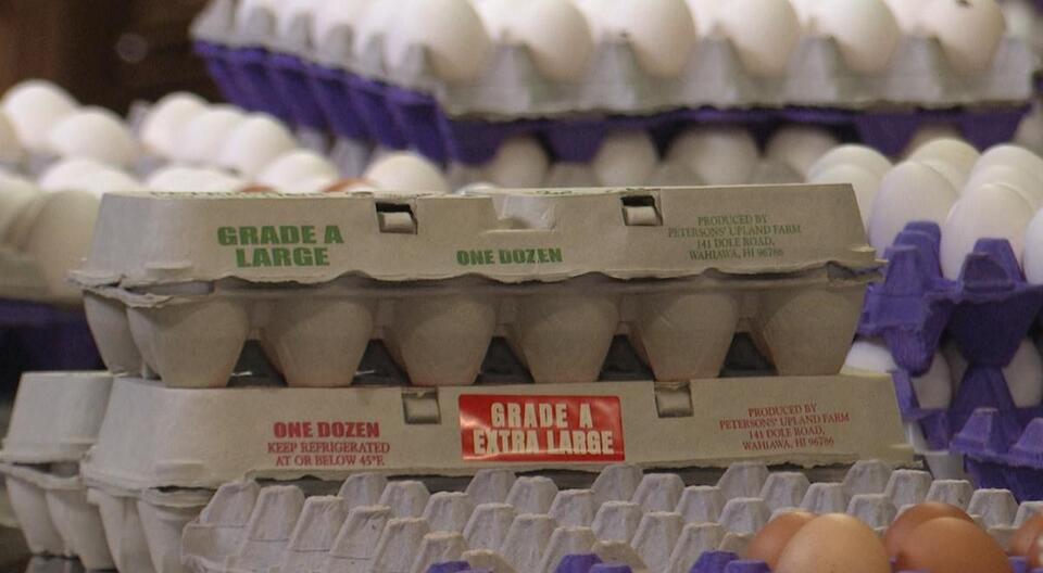 Eggs cost more than $10 in Hawaii: Report - NewsBreak