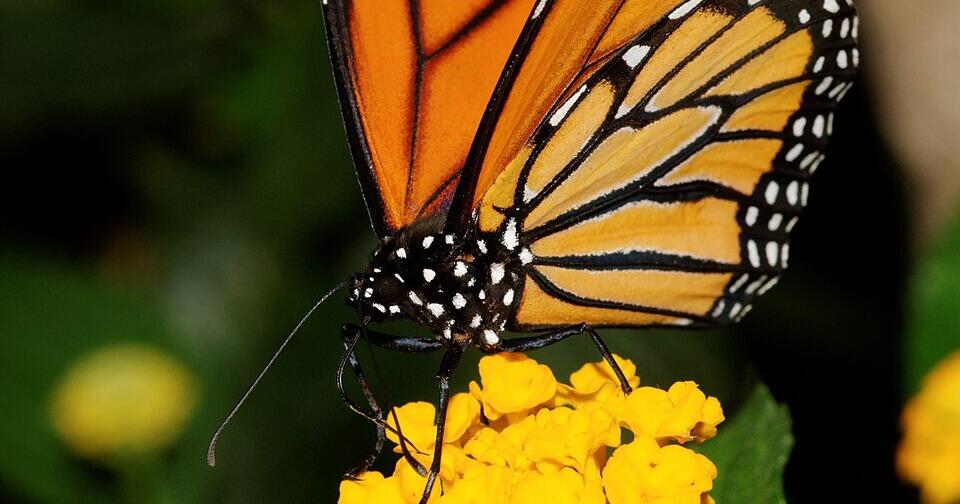 Monarchs rebound as scientists urge North Carolinians to plant habitat