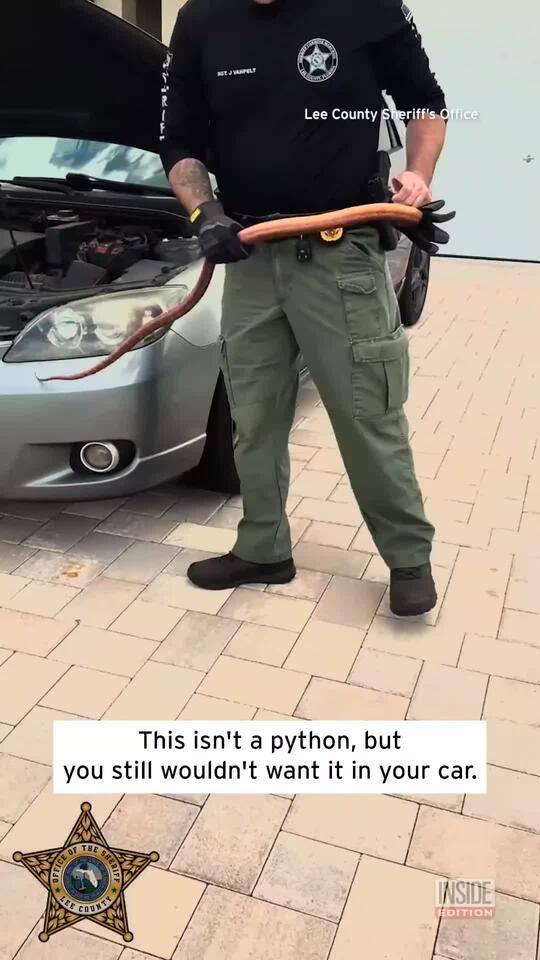 Red Rat Snake Mistaken for a Python Under Cars Hood - NewsBreak