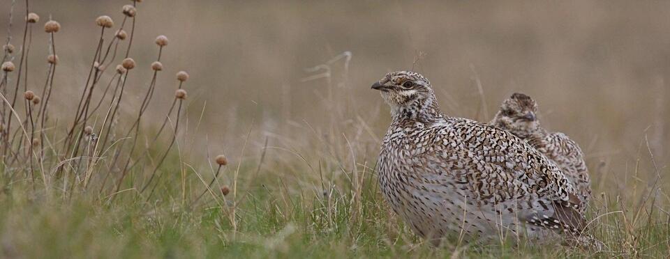 Why Montana Hunters Get A 10-Day Upland Game Bird Head Start