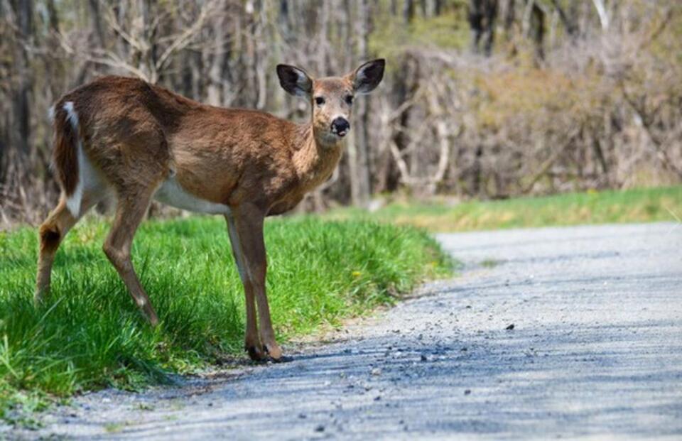 Limited deer hunting in Norton Shores parks part of ‘management plan ...