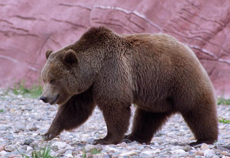 10 Most Googled Questions About Animal Hibernation - NewsBreak