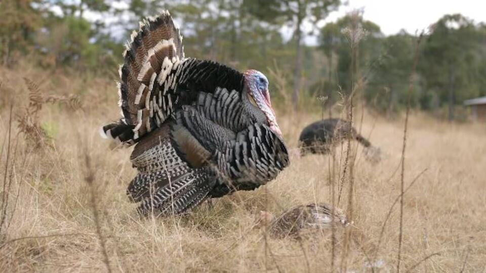 Spring turkey season opens in North Dakota - NewsBreak