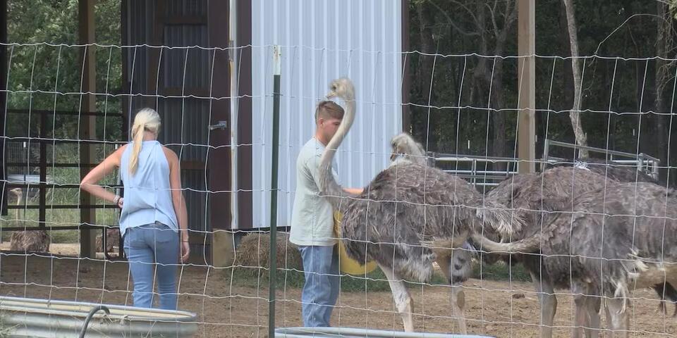 Heartland ostrich farm provides red meat alternative for people with ...
