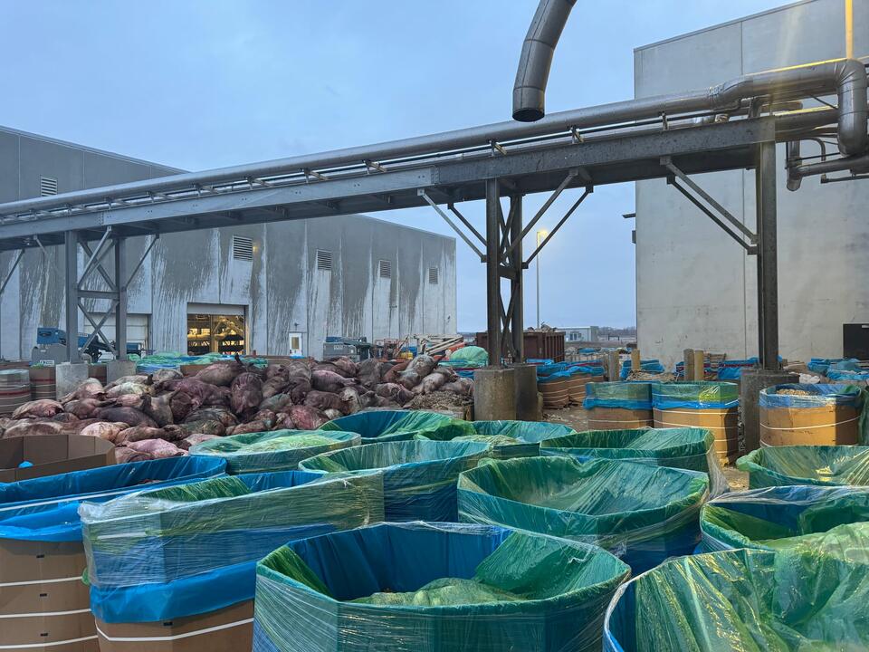At an Iowa pork plant, piles of dead pigs and wafting sulphur dioxide ...