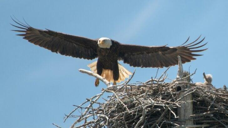 12 Raptors With Vision Stronger Than Binoculars - NewsBreak