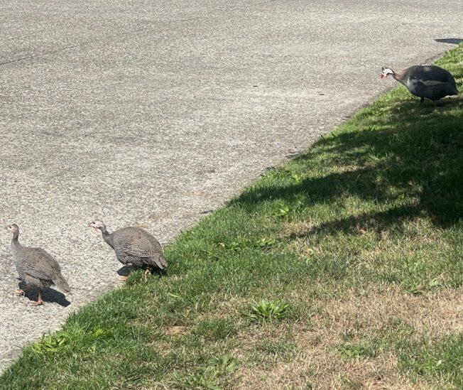 WEST SEATTLE BIRDS: Now a third roaming guinea fowl! - NewsBreak