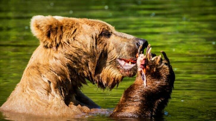 15 Mistakes That Could Put You in Danger Around Wild Animals - NewsBreak