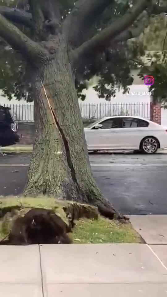 A towering tree, its trunk splintered and cracked, suddenly collapses ...
