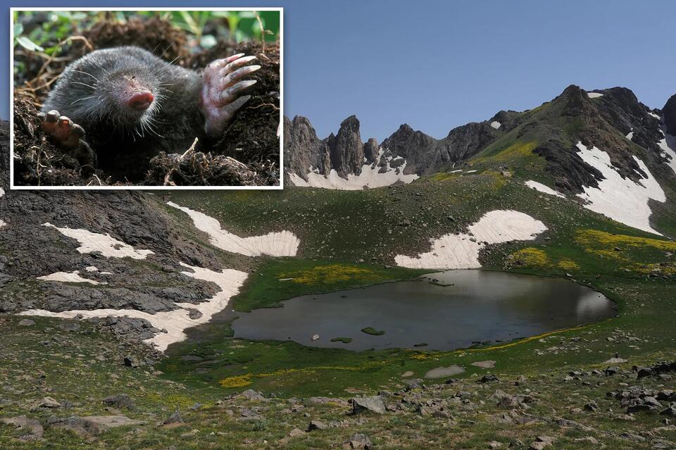 3M-year-old animal species discovered, scientists in shock: ‘Very rare ...