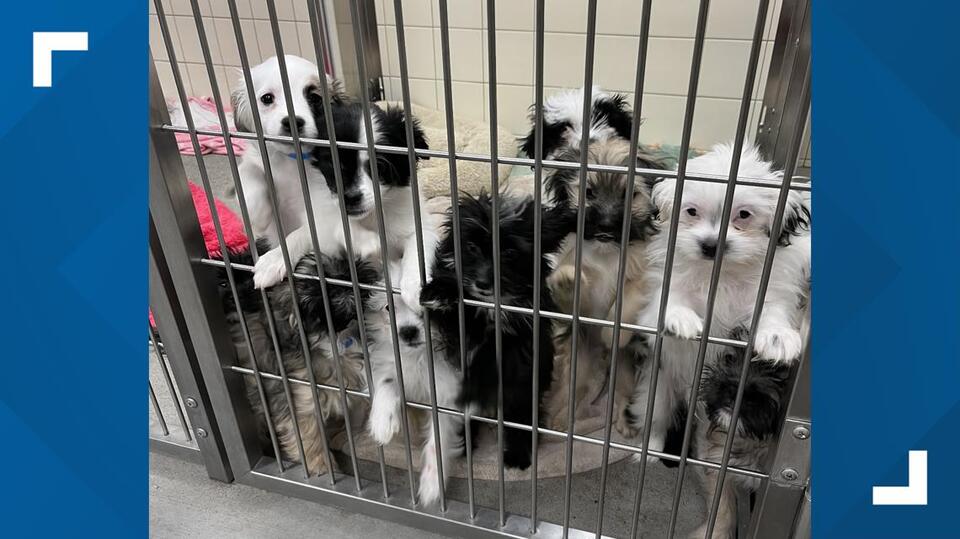 Owner surrenders 37 small dogs to SCRAPS and Spokanimal, now available ...