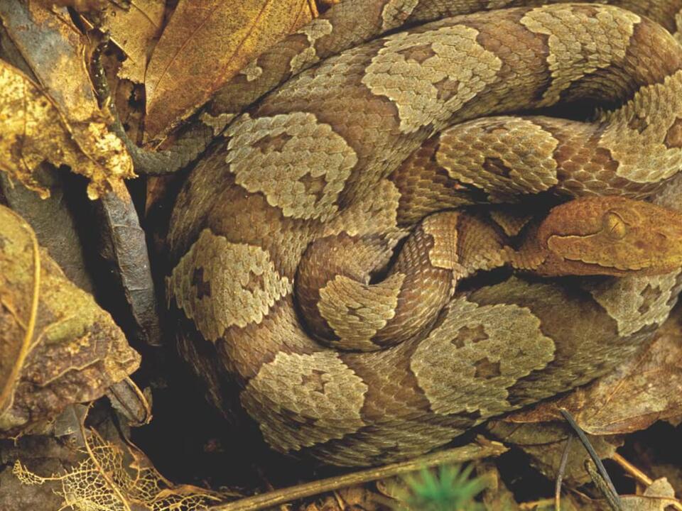 Health professionals warning residents of venomous snakes in Alabama