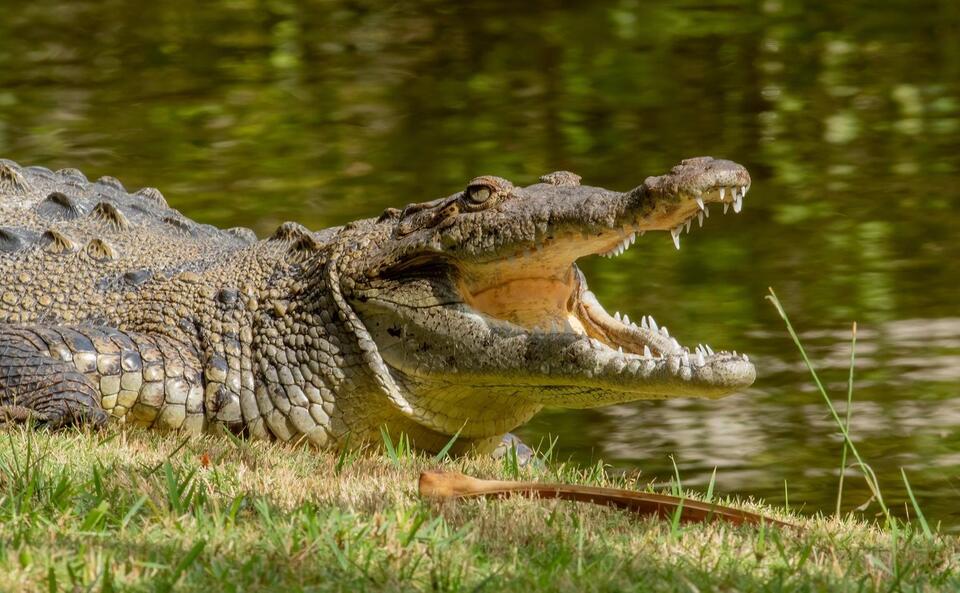 Suspect in child crocodile injury case out on bail