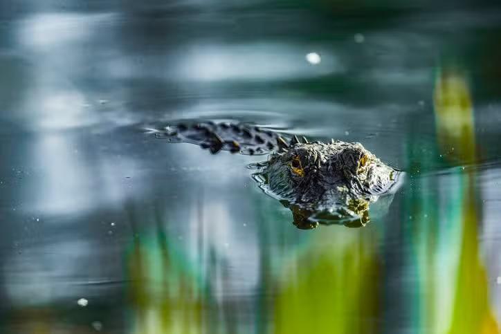 Hunter Catches First Known Alligator at Clarks Hill Lake in Columbia ...