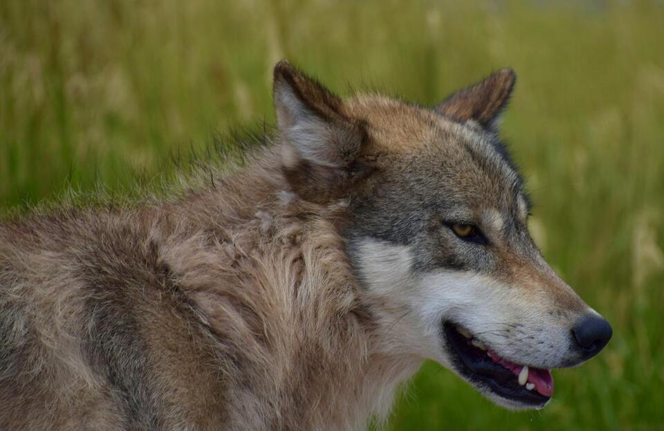 What The New Gray Wolf Delisting Plan Means For Minnesota And Wisconsin 