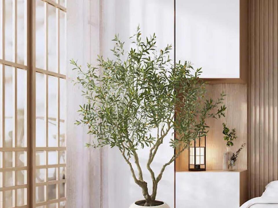 This SellOut Olive Tree From Costco has Gone Viral — It Might be One
