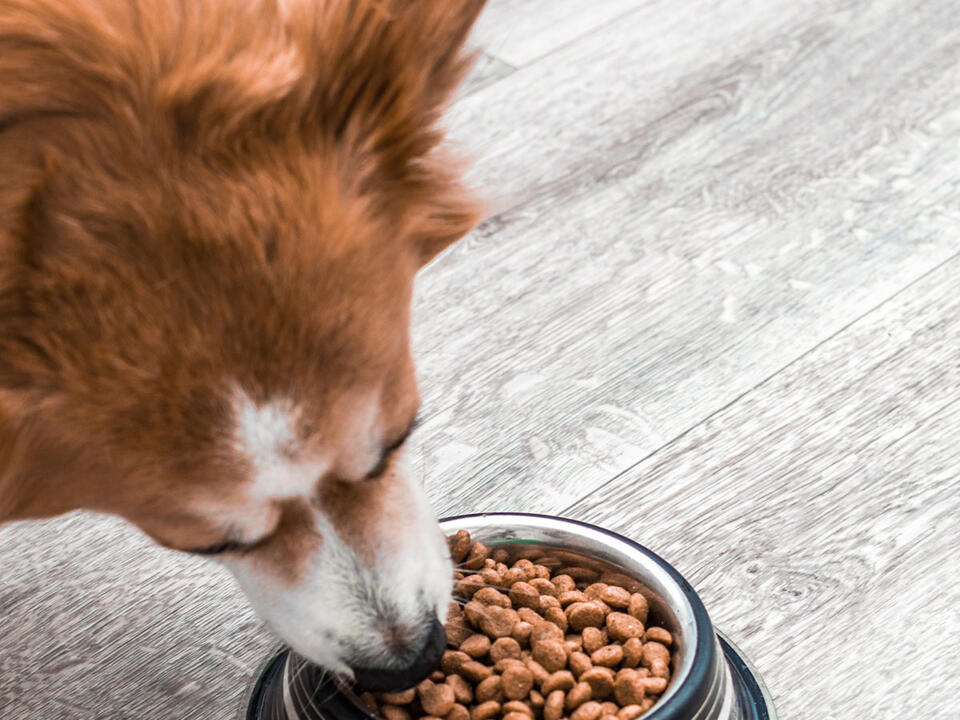 These Dog Foods Are Being Pulled From Shelves Immediately After Testing Positive For Salmonella