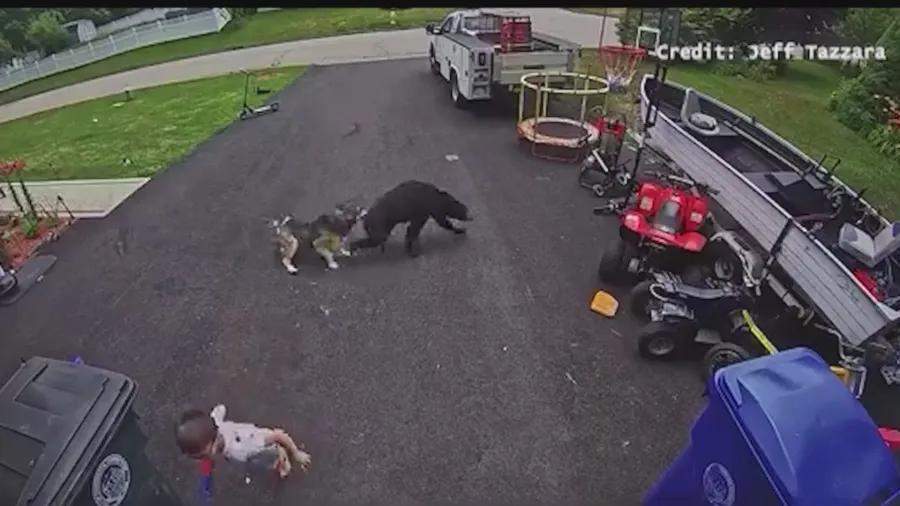 Video: Family dog protects young boy from bear in Connecticut