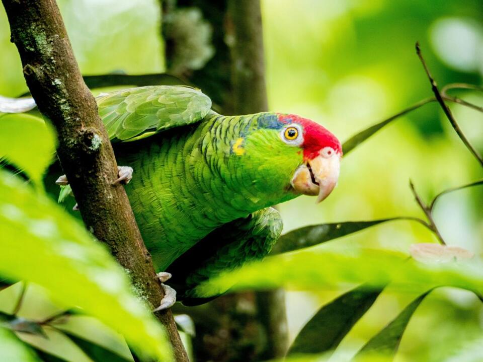 Texas Border Agents Foil Costly Exotic Parrot Smuggling Plot - NewsBreak