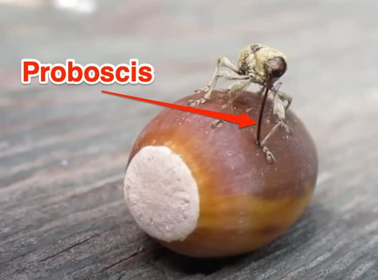 Ever Seen a Bug Use Its Nose Like a Power Tool? Meet the Weevil - NewsBreak