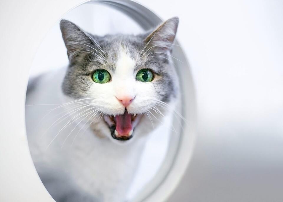 Photo inspiration: Gallery Detail: Understanding Why Your Cat Meows And What It Means