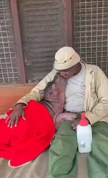Bumpy the Baby Hippo Was Hours from Death. Now He’s a World-Famous ...