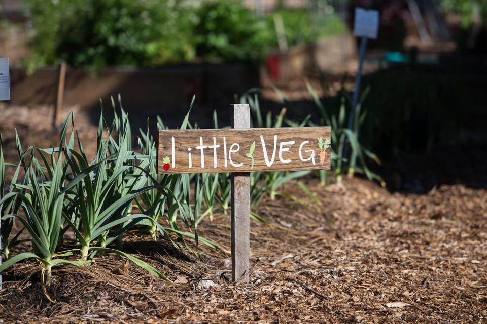 From backyard garden to grocery cart: UF/IFAS study explains how growing food shapes consumer choices