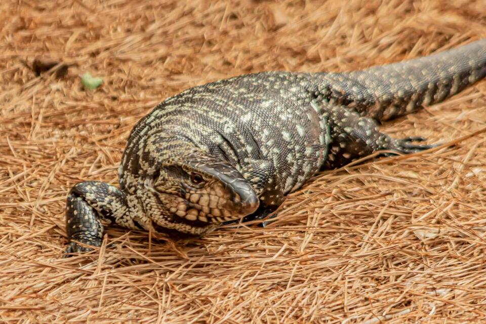 Giant Lizards Take Over Four Florida Counties, Threatening Local ...