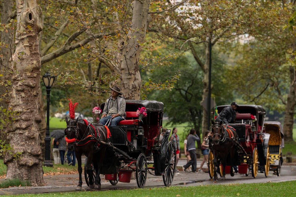 Facing a ban on horse-drawn carriages, Central Park’s drivers fear for ...