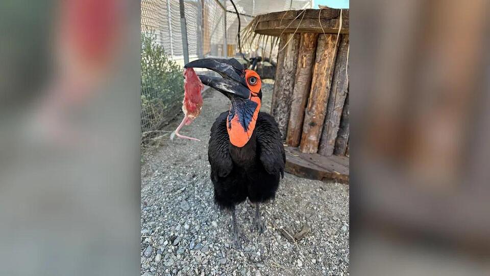 Missing bird safely returns to the Living Desert - NewsBreak