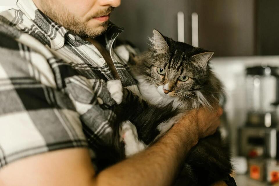 8 Ways Rescue Cats Reveal They’re Ready to Trust Again - NewsBreak
