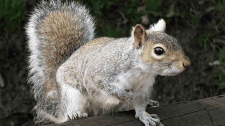 7 Animals That Have Incredible Memory - NewsBreak