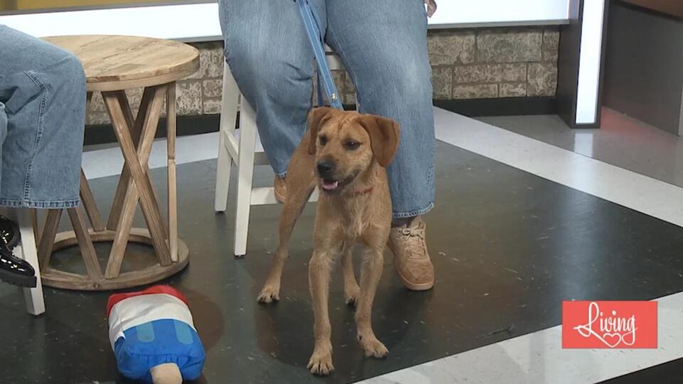 Furry Friend Friday Meet Our Friend, Skeeter!