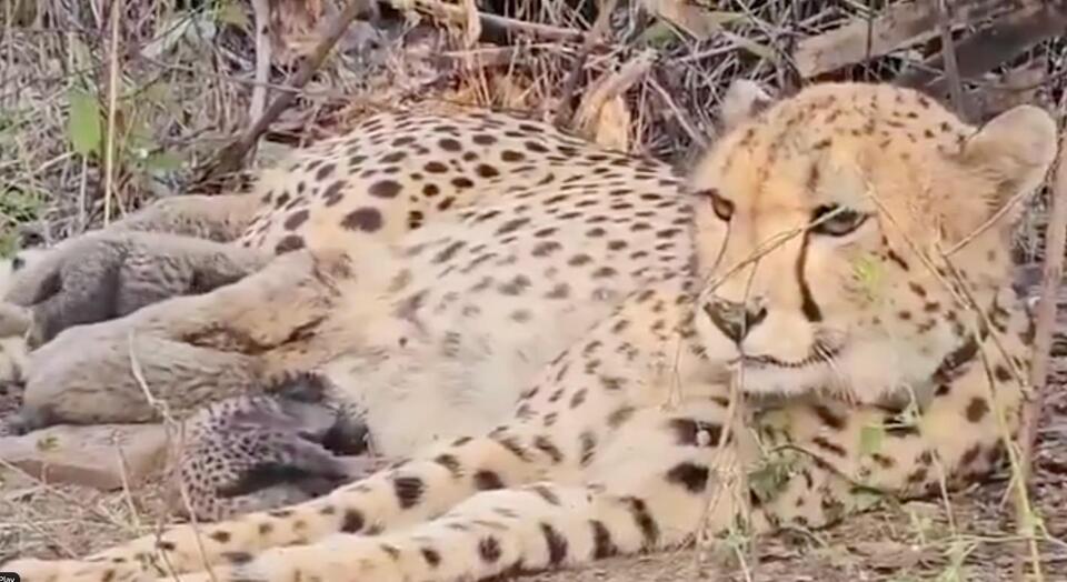 Cheetah cub dies of pellet injuries in Indian national park in first suspected shooting since reintroduction
