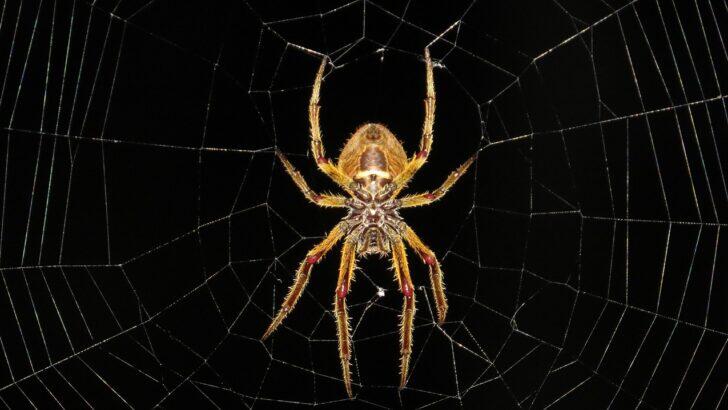 Researchers Are Studying Spider Brains to Build Better Robots - NewsBreak