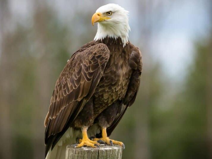 The Largest Bald Eagle Nest Ever Found