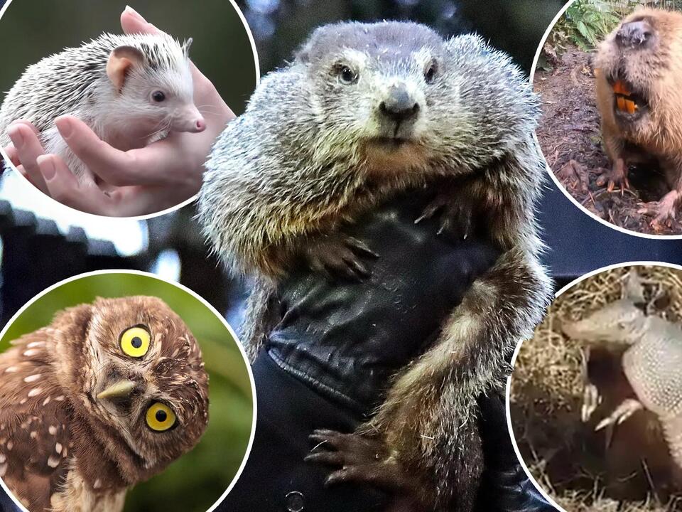 Animals other than Punxsutawney Phil that will try to predict end of