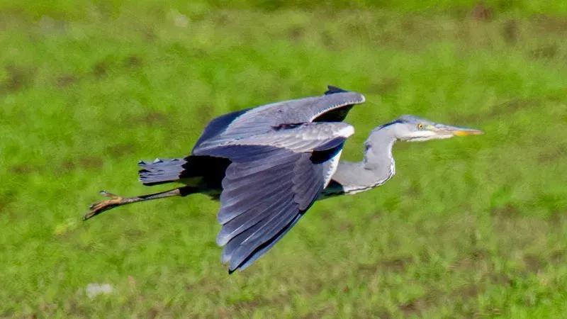 First-ever gray heron sighting makes history in Maine - NewsBreak