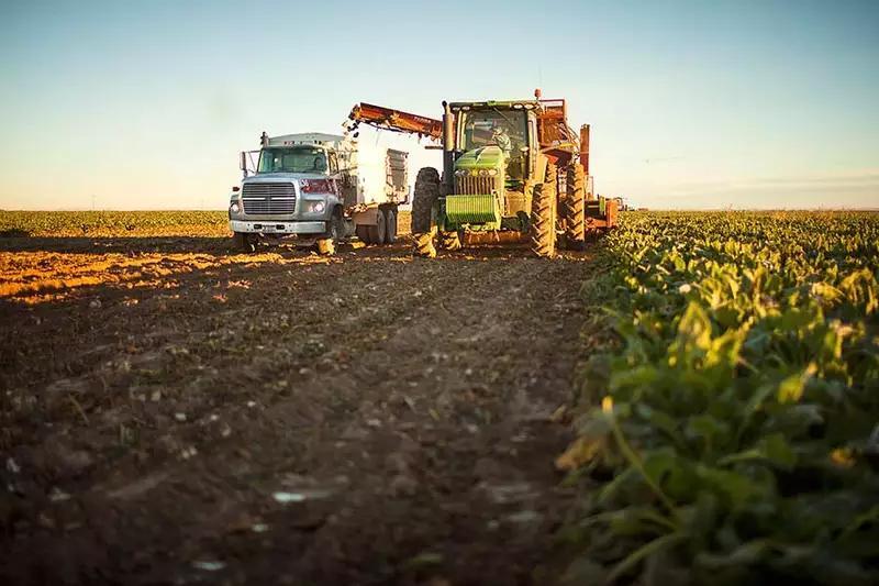 Idaho sugar beet growers face a bitter harvest — and an uncertain ...