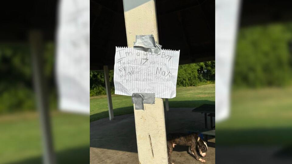 17-Year-Old Dog Left Tied To Picnic Table In New York Park With A ...