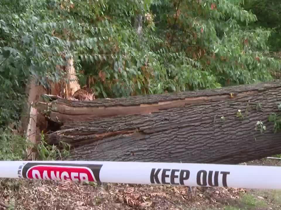 Woman rescued after large tree falls on senior apartment complex