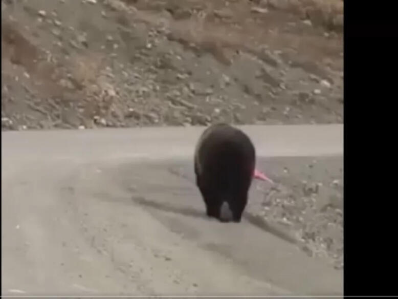 Video Responsible Bear fixes traffic cone Ray Rauth NewsBreak Original