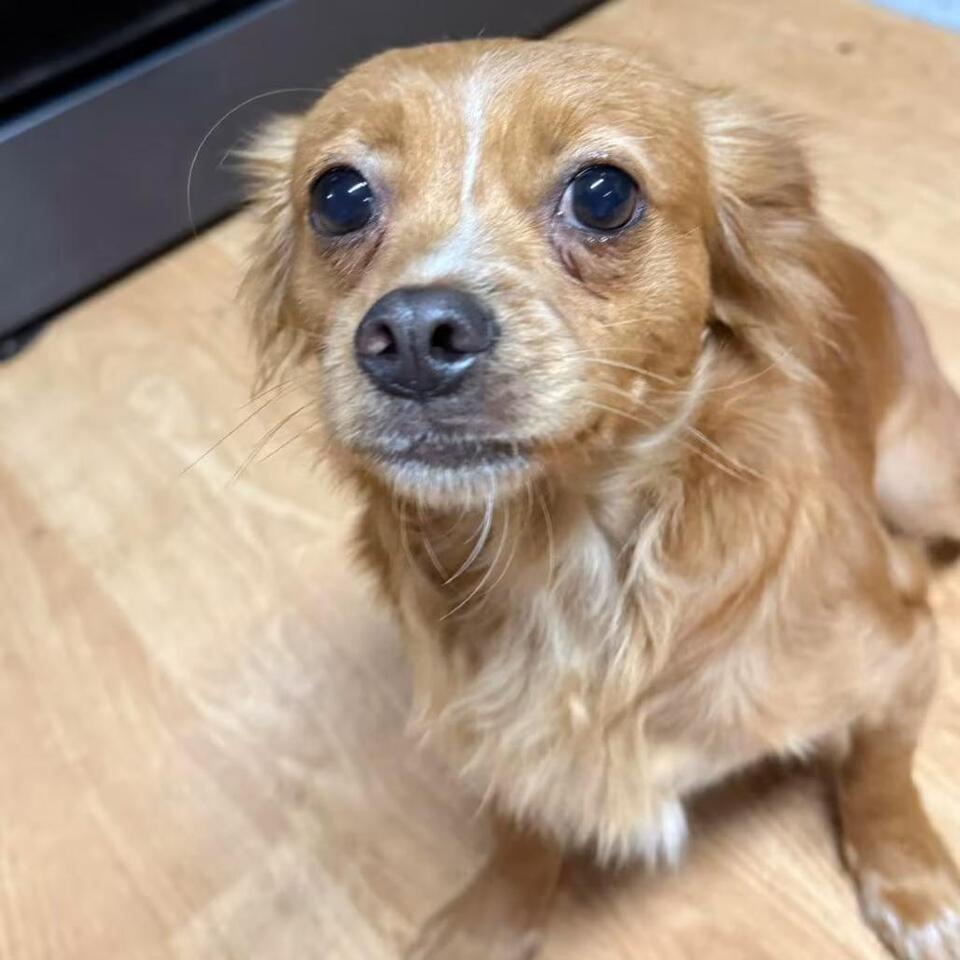 🐶 Friendly Small Dogs Ready for Adoption in Belfair, WA - NewsBreak