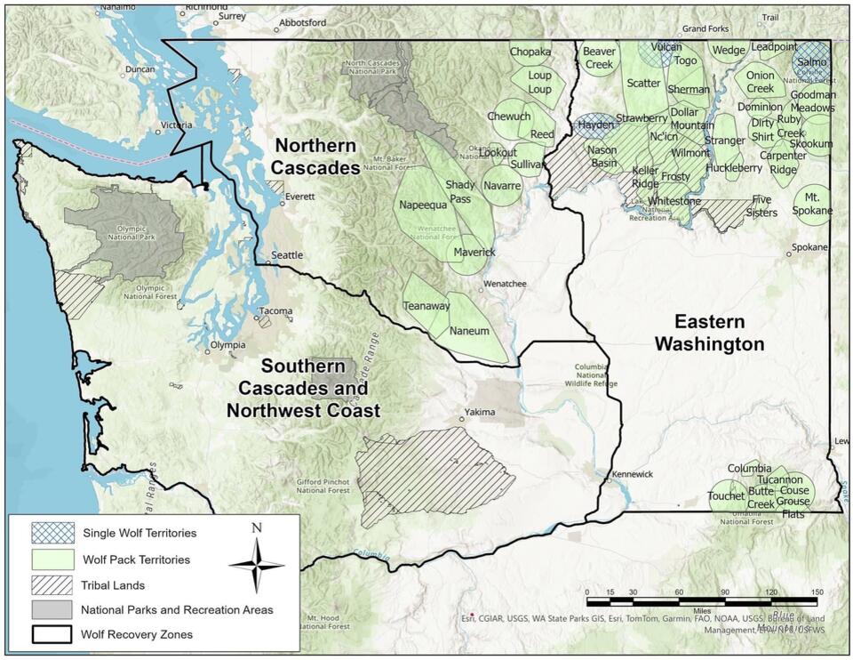 WDFW Considering Wolf Removal in Northeast Washington After Livestock ...