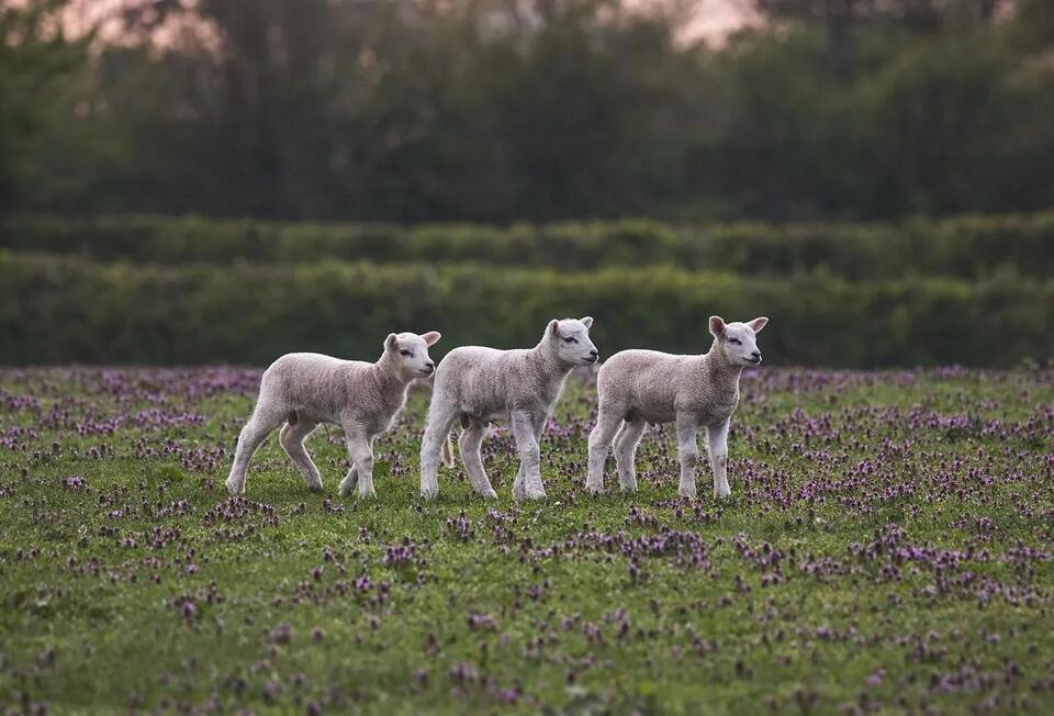 Livestock Disease Reporting in Indiana: Rules, Deadlines, and What to Expect